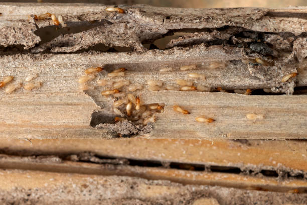 Spider Control Near Me in Arial, SC